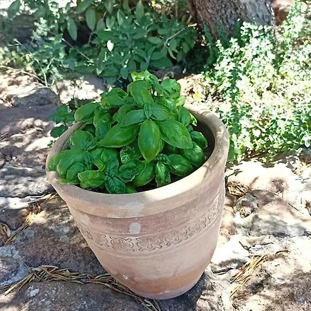 Sardegna Casa Con Giardino ,piscina A 3km Dal Mare San Giovanni Suèrgiu